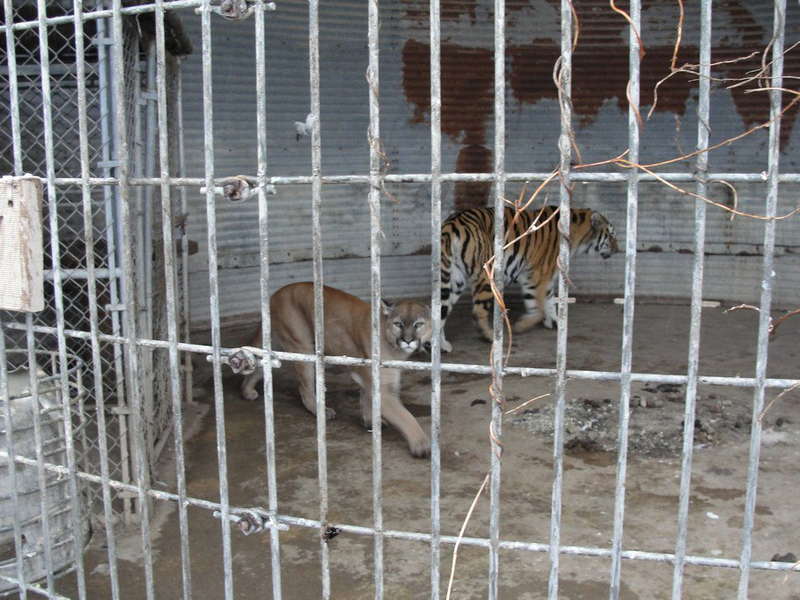 Photo: Big Cat Rescue